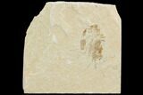 Cretaceous Fossil Shrimp - Lebanon #123905-1